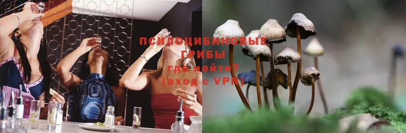 omg онион  Аткарск  Псилоцибиновые грибы Psilocybine cubensis 